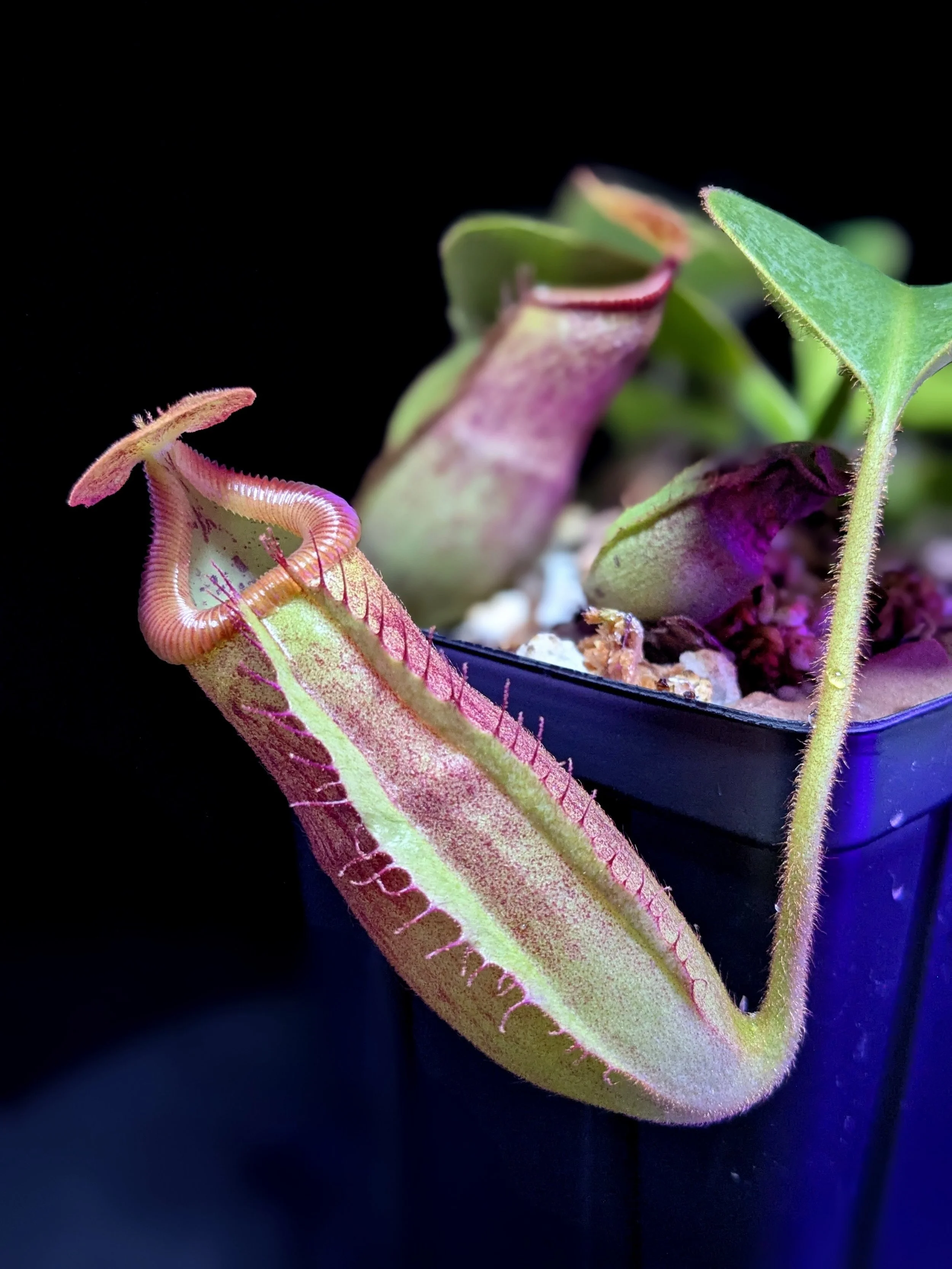Nepenthes '''Truncville''' for Sale | Carnivorous Tropical Pitcher
